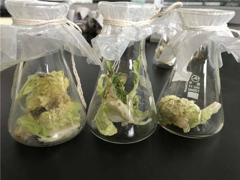 生物菌肥